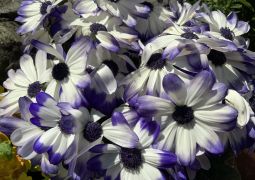 ロイロノート配信　Vo.1