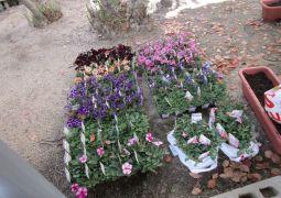 新入生歓迎のお花