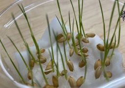 グングン育て！