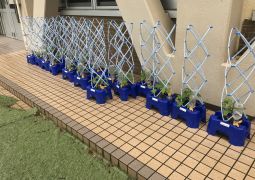 朝顔、だいじょうぶだったよ