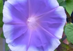 金曜日は授業終了日です。