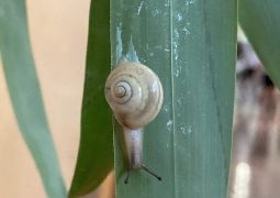 七夕に願いを込めて