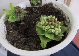 【連絡】学習参観