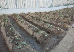 さつまいもの苗植え＆ラディッシュ収穫