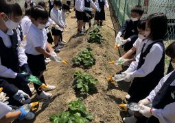 チューリップのつぎは…