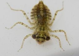 プールの中には