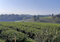 新茶の季節です。