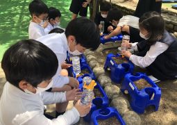 あさがお植えたよ！