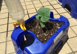 自分だけの野菜の苗を植えたよ！