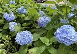 私のカエルはど～れだ？