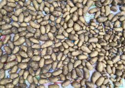 ジャガイモ、タマネギの収穫