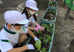 06.01.あさがおの植え替え