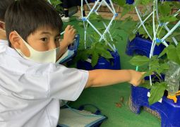 06.18.あさがお咲いたよ