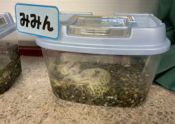 06.24.ザリガニさんの「おうち」