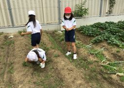 裏庭の畑の整備