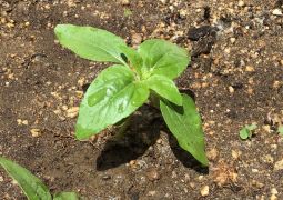 元気に育ってね