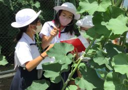 みんなの力で育ったひょうたん