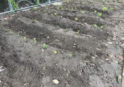 林間学舎の間に