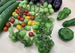 色とりどりの、お野菜さん