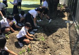 ゴーヤを植えました