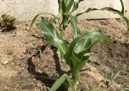 ダンス動画の配信