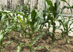 授業再開に向けて