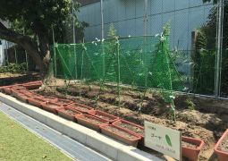 ゴーヤはすくすくと…