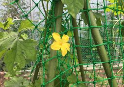 授業再開へ向けての連絡