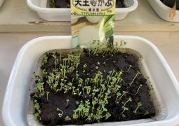 （理科）天王寺かぶ