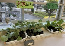 （理科）大阪キャベツvs（ふつーの？）キャベツ