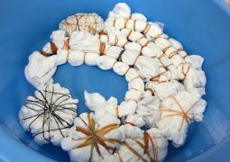 どんな模様になるのかな？