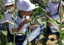 トウモロコシの観察