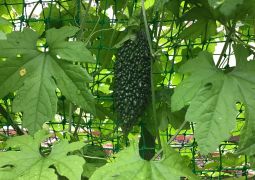 新たな畑を開拓中