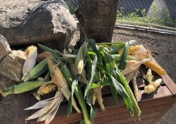 トウモロコシの収穫