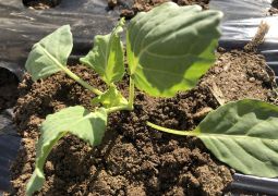 久しぶりに畑へレッツゴー！