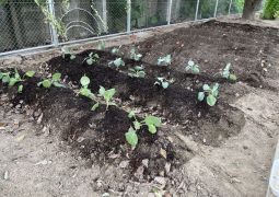 （理科）附天の甘キャベツ