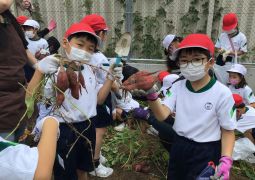 楽しいサツマイモほり