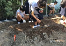 新たな野菜を…