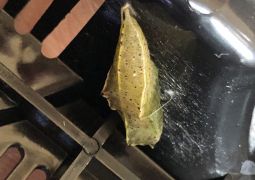 アオムシがさなぎに変身！！