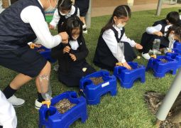 12.06.チューリップの球根を植えたよ