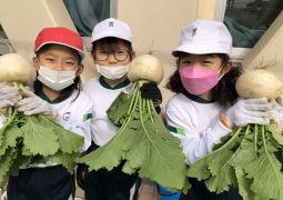 天王寺かぶら、大きく育ったよ！