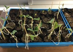 5.09. 今日から学校再開です