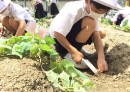 06.27.  きれいになったよ、１４７ガーデン！