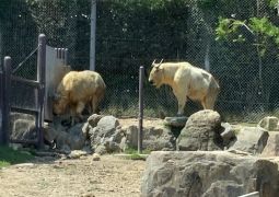 アドベンチャーワールドに来ました！