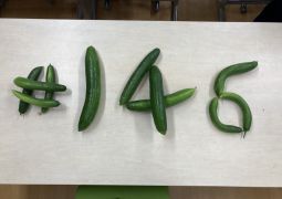 キュウリがたくさん採れました！