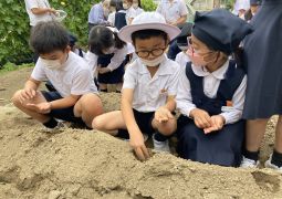 田辺大根の種をまきました。