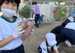 11.11. 147秋の収穫祭（サツマイモもラディッシュも写真もたくさんとれました）