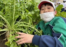 田辺大根、大収穫！！