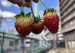 冬野菜争奪戦！！