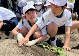 さつまいもの苗を植えたよ！